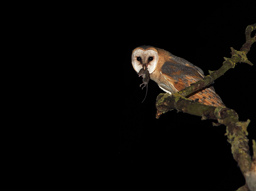 Barbagianni con preda